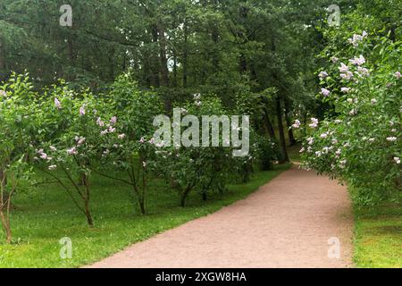 Path in the summer park among lilac bushes. Landscape with green trees and grass. Stock Photo