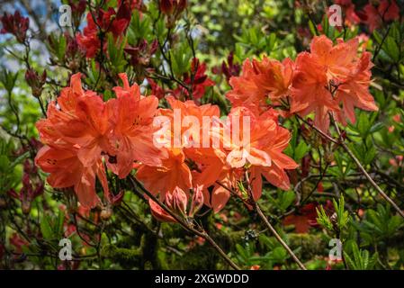 Orange rhododendron flowers in full bloom Stock Photo