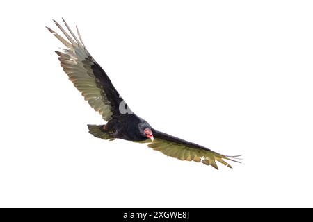 A turkey vulture, wings spread wide open and red head glowing, takes flight.  Isolated on a white background. Stock Photo