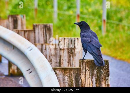 Crow on Wooden Post in Lush Greenery Eye-Level Perspective Stock Photo