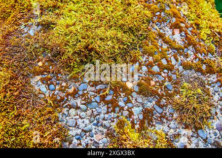 Moss and Lichen Textures with Stones Close-Up Stock Photo