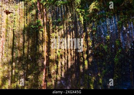 Moss-Covered Basalt Cliff with Dappled Sunlight in Temperate Rainforest Stock Photo