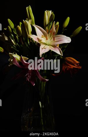 Beautiful colorful lilies in a glass vase with light and dark ...