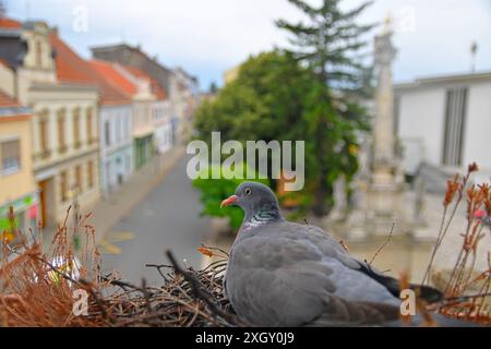 A dove sits on an egg. Pigeons nest in the city. Pigeon nest on a windowsill in a city Stock Photo