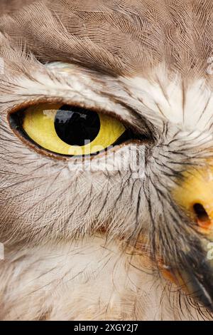 The barking owl or barking boobook, also known as the winking owl, is a nocturnal bird species native to mainland Australia. Stock Photo