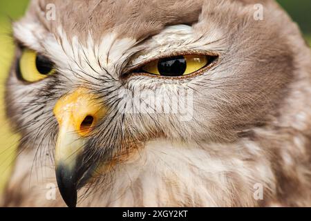 The barking owl or barking boobook, also known as the winking owl, is a nocturnal bird species native to mainland Australia. Stock Photo