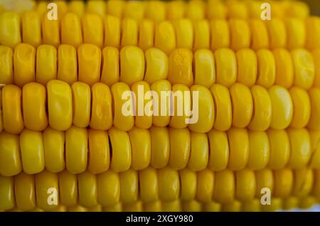 Corn seeds texture, macro, close up of raw yellow corn grains background Stock Photo