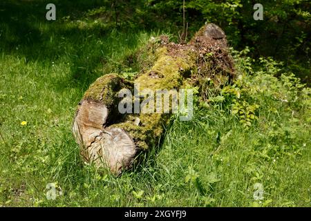 Sawed-off tree trunk lying on a meadow in the forest, Germany Stock Photo