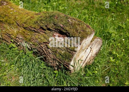 Sawed-off tree trunk lying on a meadow in the forest, Germany Stock Photo