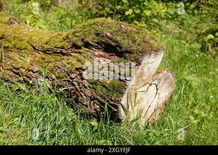Sawed-off tree trunk lying on a meadow in the forest, Germany Stock Photo