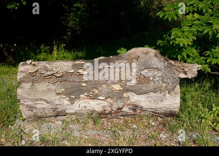 Sawed-off tree trunk lying in the forest, Germany Stock Photo