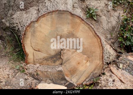 Sawed-off tree trunk lying in the forest, Germany Stock Photo