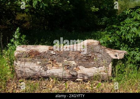 Sawed-off tree trunk lying on the ground in the forest, Germany Stock Photo
