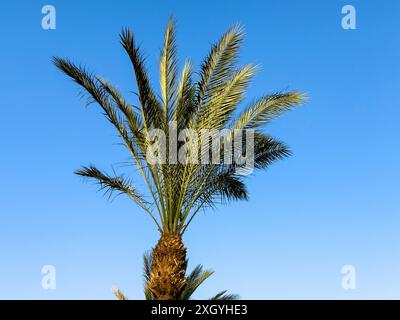 palm trees against the blue sky Stock Photo