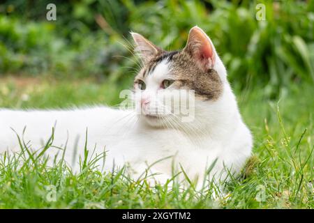 White tabby cat lying on the grass in garden Stock Photo