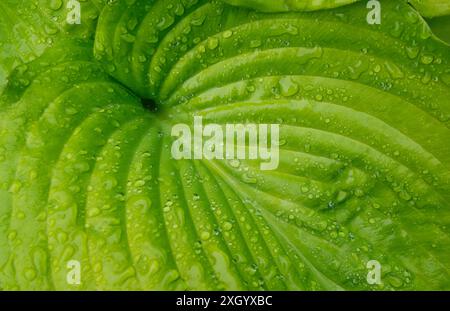 rain water droplets on green hosta leaf Stock Photo