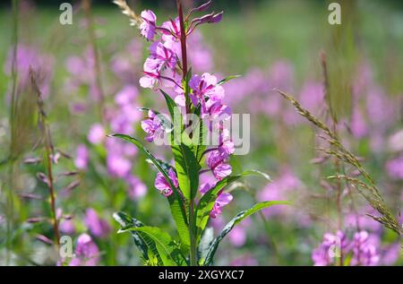 flowering rosebay willow herb plant in countryside, norfolk, england Stock Photo