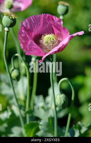 large, giant pink poppy flower in english garden, norfolk, england Stock Photo