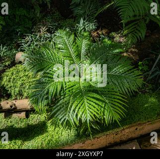 Silver lady or Dwarf tree fern (Blechnum gibbum), Blechnaceae. Stock Photo