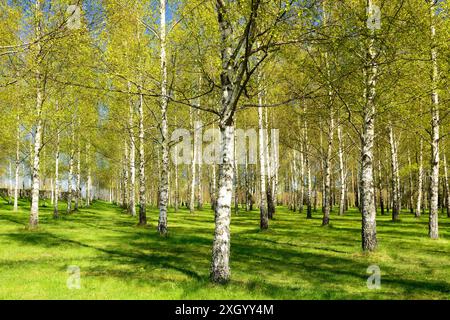 Summer in sunny birch forest, Stockholm - Sweden Stock Photo