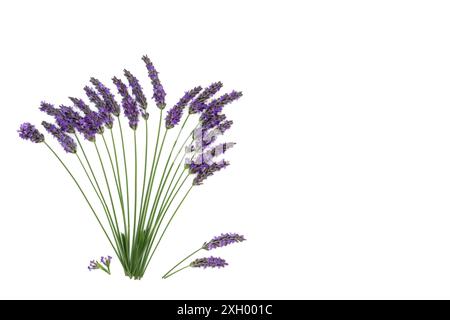 Lavender flower herb used in natural alternative herbal medicine and aromatherapy. Healthy adaptogen food floral nature abstract design on white. Stock Photo