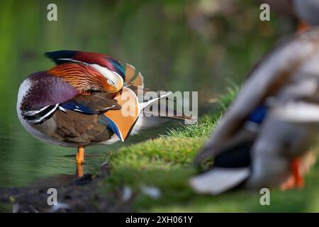 Close up of a wild, colourful mandarin drake (Aix galericulata) standing isolated in water, busy preening his feathers at the edge of a pool/ lake. Stock Photo