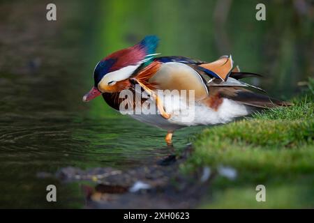 Close up of a wild, colourful mandarin drake (Aix galericulata) standing isolated in water, busy preening his feathers at the edge of a pool/ lake. Stock Photo