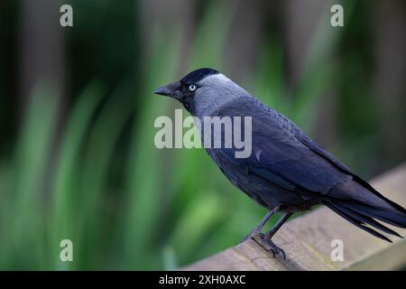 Close side view of a wild, UK jackdaw bird (Corvus monedula) standing isolated on a wooden fence post. Stock Photo