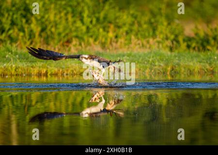 Osprey (Pandion haliaetus) lifting off from water after catching a fish and holding it in its talons Stock Photo