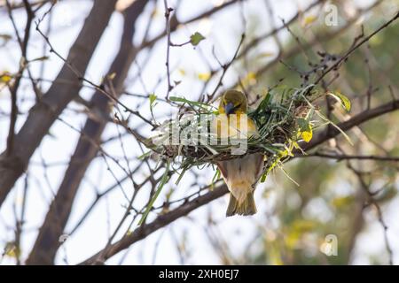 The Little Weaver (Ploceus luteolus) in Ethiopia builds intricate nests in trees, displaying vibrant yellow plumage while thriving in natural habitat Stock Photo