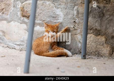 Ginger stray cat sitting with leg elevated and licking itself clean Stock Photo