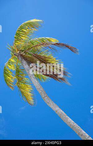 Coconut palm (Cocos nucifera), Tikehau, Atoll, Tuamotu Archipelago, Tuherahera, Rangiroa, French Polynesia Stock Photo