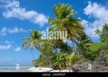 Coconut palm (Cocos nucifera), Tikehau, Atoll, Tuamotu Archipelago, Tuherahera, Rangiroa, French Polynesia Stock Photo