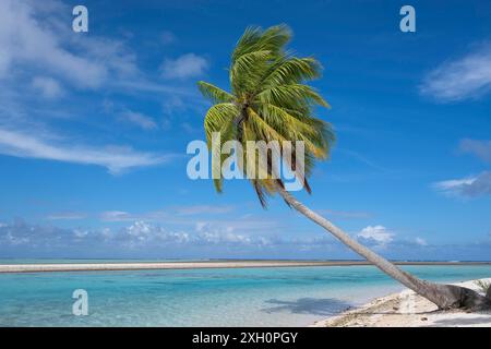 Coconut palm (Cocos nucifera), Tikehau, Atoll, Tuamotu Archipelago, Tuherahera, Rangiroa, French Polynesia Stock Photo