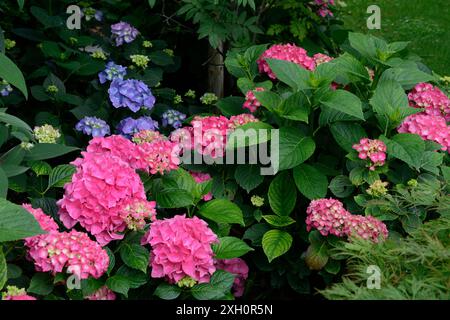 Flowering hydrangea, pink, Hydrangea macrophylla Stock Photo
