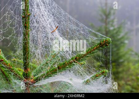 Close up at a dewy spider web on a spruce tree in a woodland Stock Photo