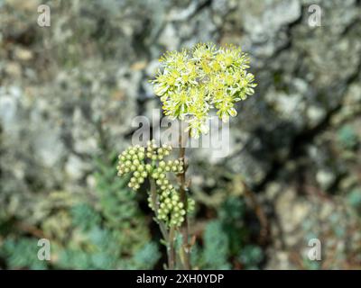 Pale stonecrop, Petrosedum sediforme, in flower Stock Photo