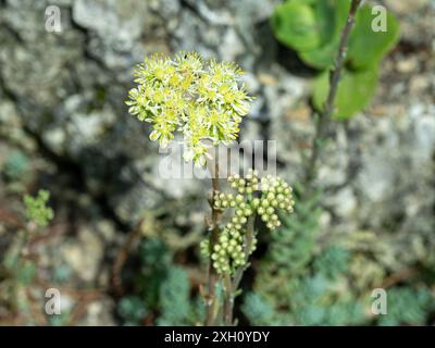 Pale stonecrop, Petrosedum sediforme, in flower Stock Photo