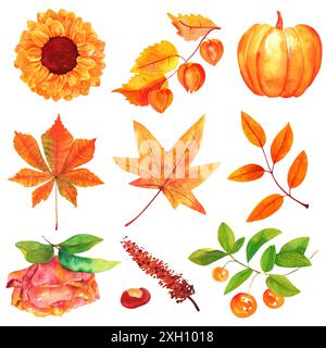 Autumn watercolor set. Watercolour flowers, leaves and branches, isolated on a white background Stock Photo