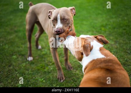 Two dogs amstaff terrier playing tog of war outside. Young and old dog fun in backyard. Canine theme Stock Photo