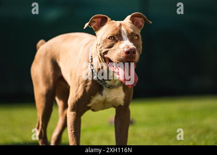 Dog standing in backyard American staffordshire terrier, amstaff, brown stafford pit bull big outdoor with tongue out Stock Photo