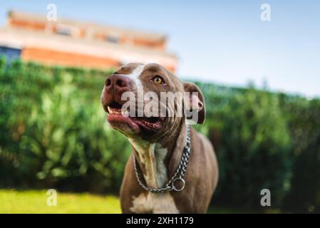 Closeup of young Amstaff dog head against green background in summer garden. Pitbull theme. Selective focus Stock Photo