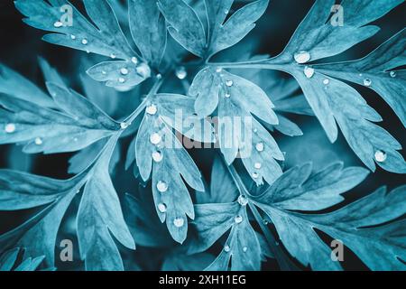 Plant leaves with beads on dew drops in night fairy garden, floral backgrounds Stock Photo