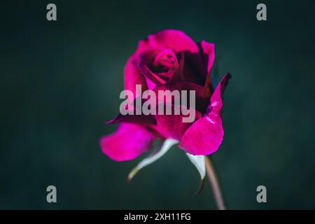 Crimson pink english rose on dark green background, copy space Stock Photo