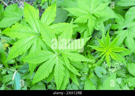 Green leaves of meadowsweet or filipendula ulmaria in the spring garden. Stock Photo