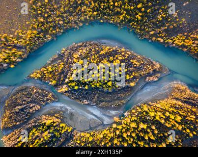 Yellow Larches on Island and Chuya River in Autumn. Aerial Vertical Top-Down View. Kurai Steppe, Altai, Russia Stock Photo