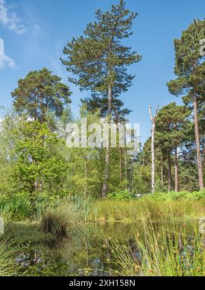 Tall pine trees stand on the edge of a small water course. Grasses are in the foreground and a blue sky with cloud is above. Stock Photo