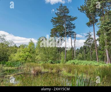 Tall pine trees stand on the edge of a small water course. Grasses are in the foreground and a blue sky with cloud is above. Stock Photo