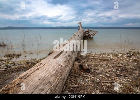 Dead tree on the shore of the Lake Ammer Stock Photo
