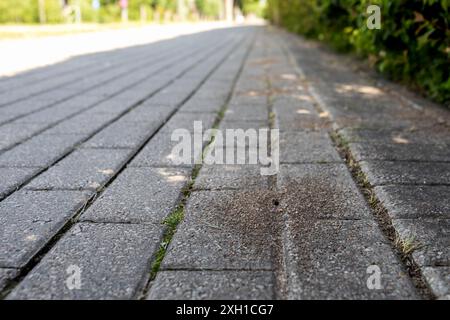 An anthill on pavement, life in urbanized environment, the road in perspective. Stock Photo